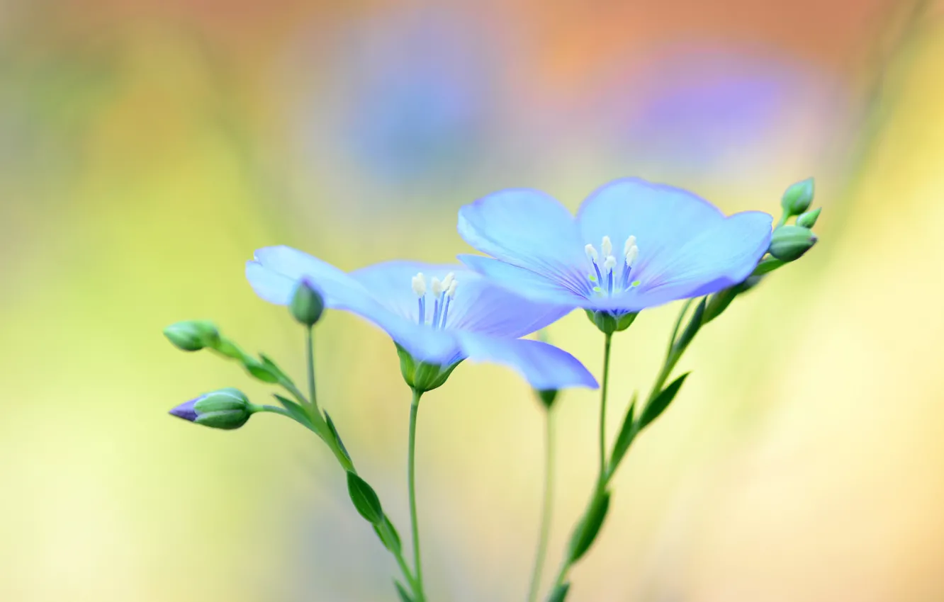 Фото обои цветы, фон, размытость, голубые, лён