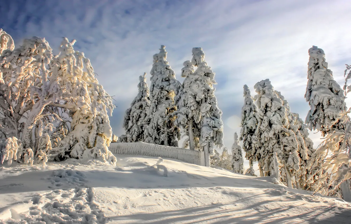 Фото обои зима, снег, деревья, Германия, Germany, Национальный парк Гарц, Harz National Park