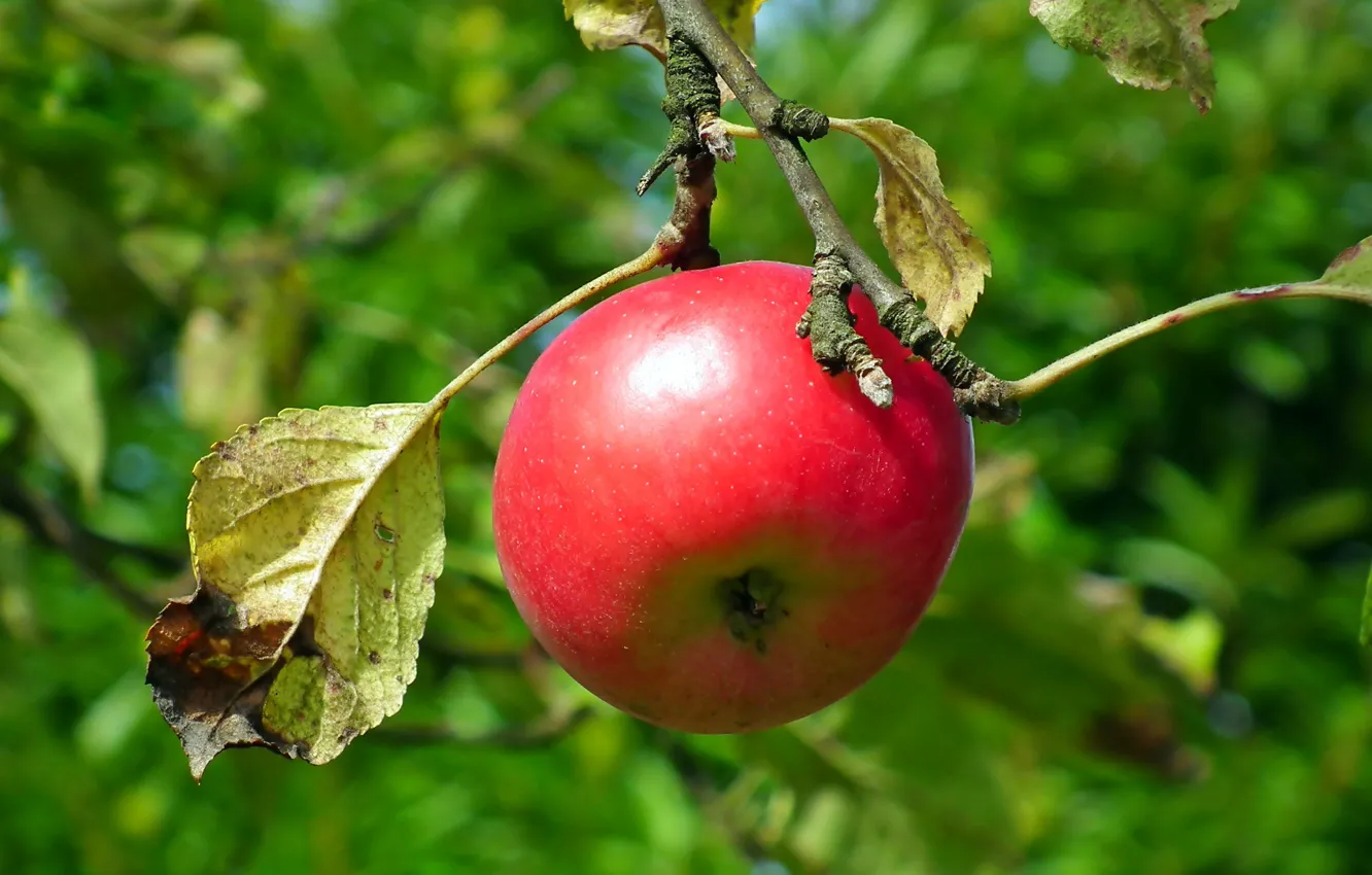 Фото обои листья, красное, яблоко, ветка, боке