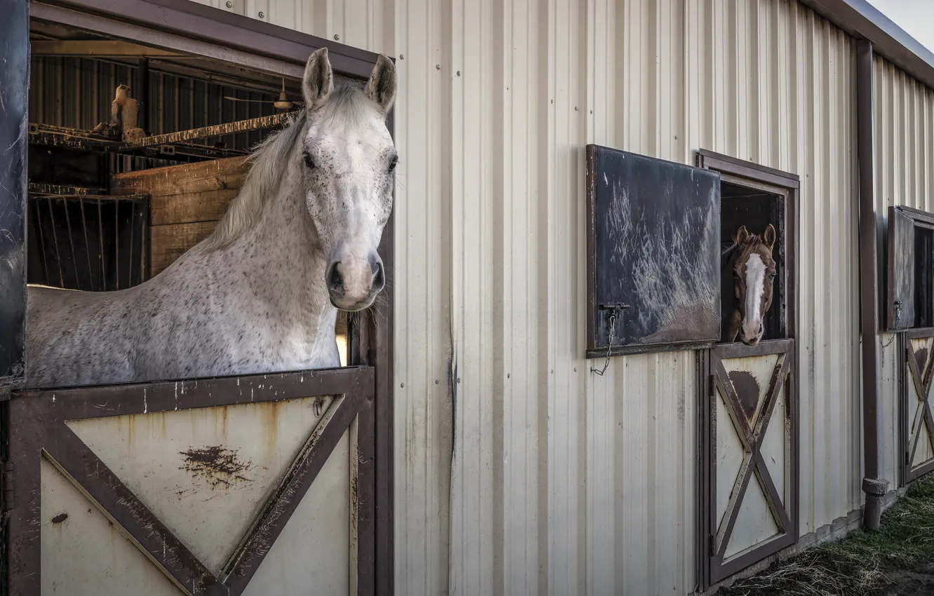 Фото обои конь, лошадь, жеребец, конюшня