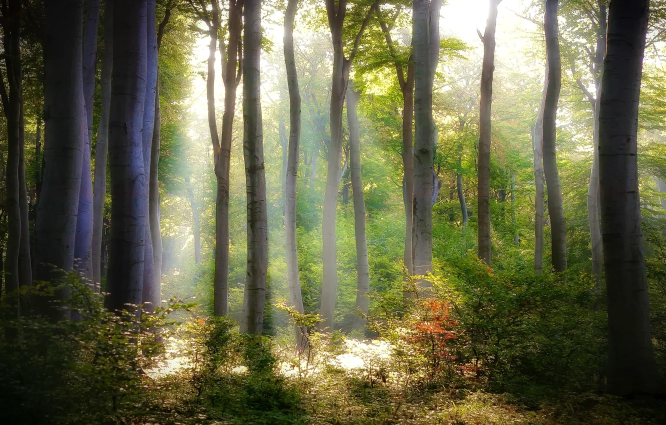 Фото обои лес, листья, свет, деревья, природа, листва, зеленые, кусты