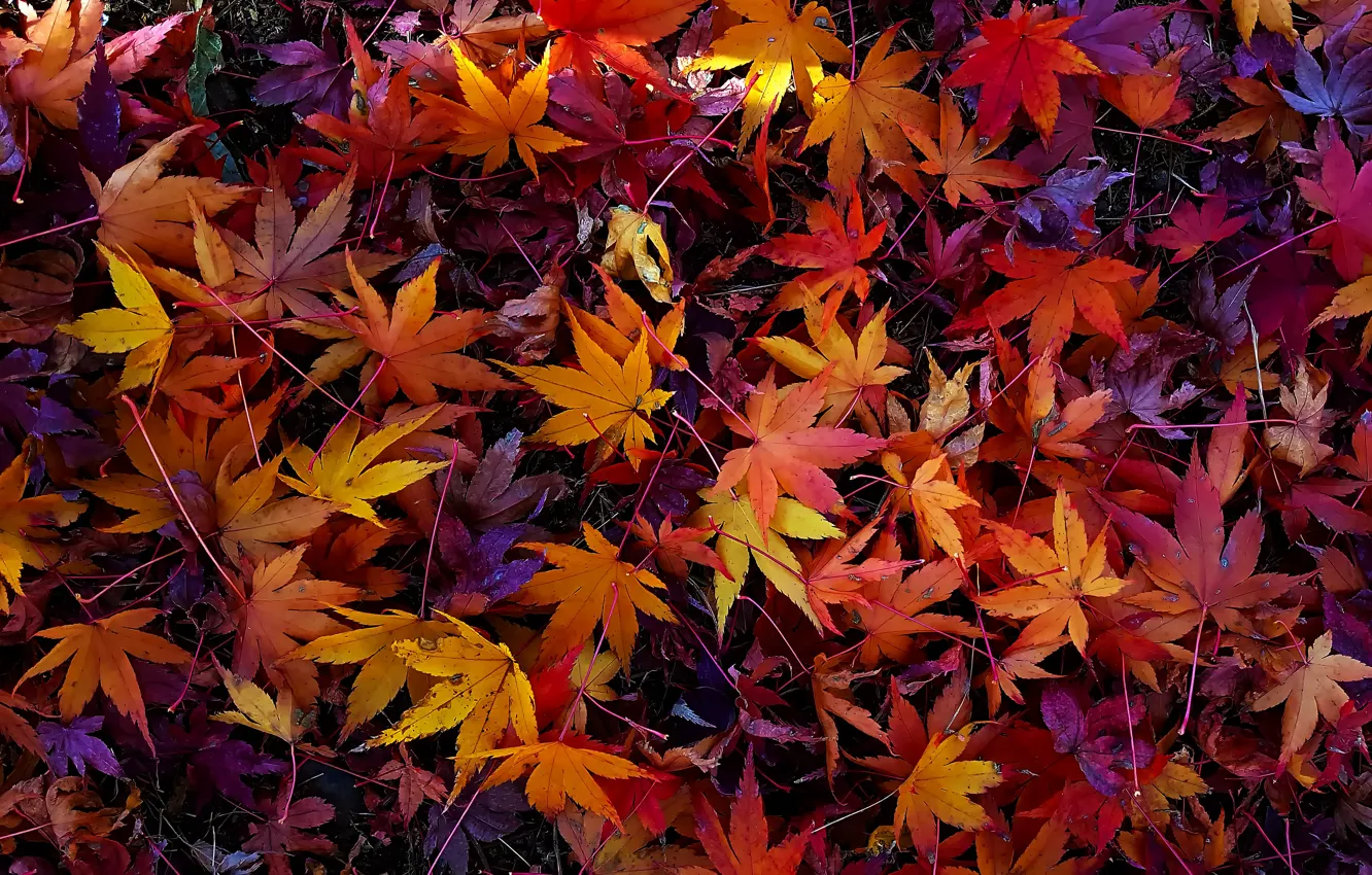 Фото обои осень, листья, colorful, background, autumn, leaves, осенние, maple