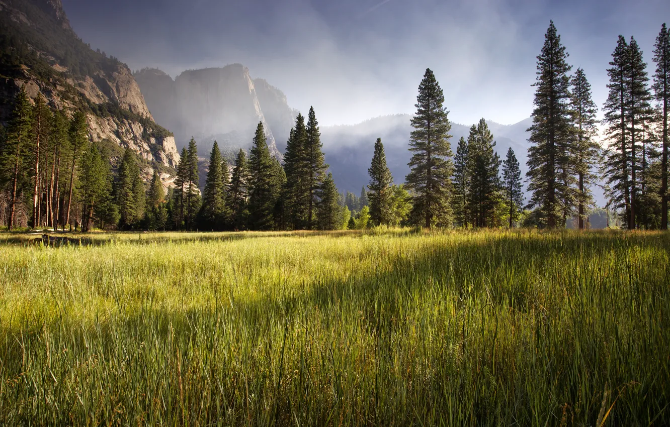 Фото обои Yosemite Valley, meadow, early morning