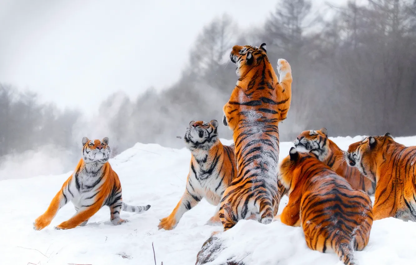 Фото обои зима, снег, тигр, прыжок, игра, охота, тигры, стойка