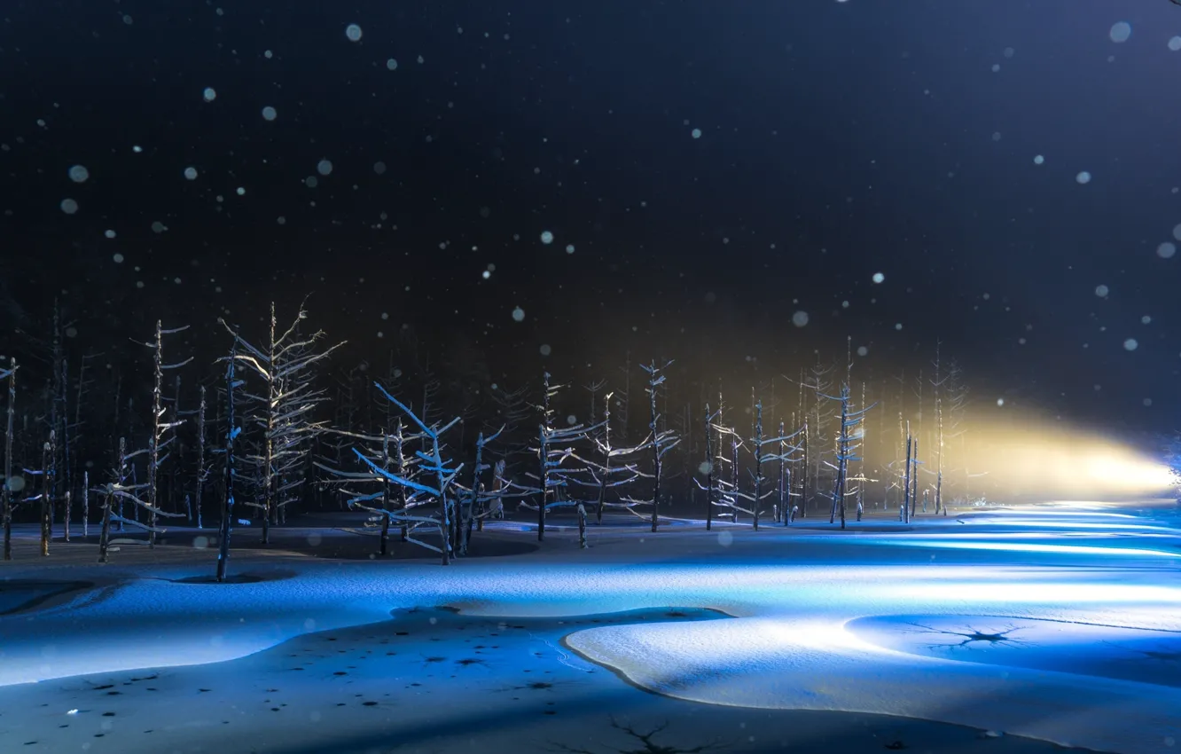 Фото обои свет, снег, деревья, природа, Япония