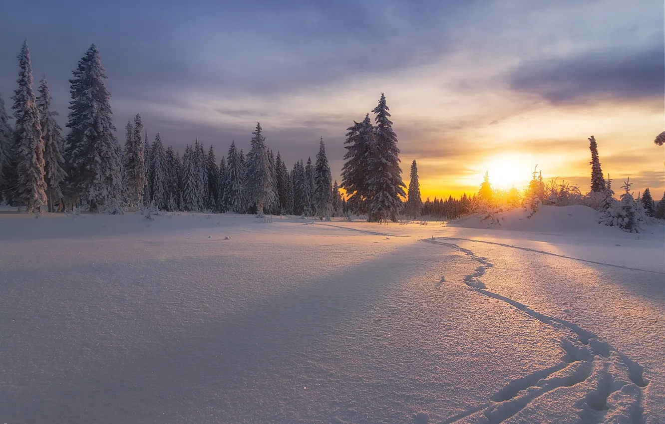 Фото обои зима, лес, снег, закат, следы, ели, Россия