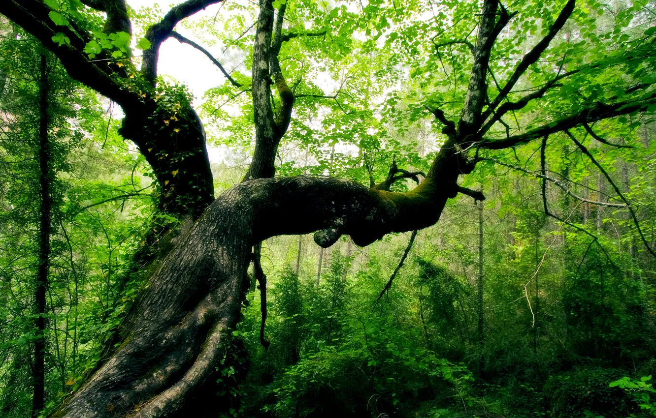 Фото обои green, branches, foliage, tree trunk