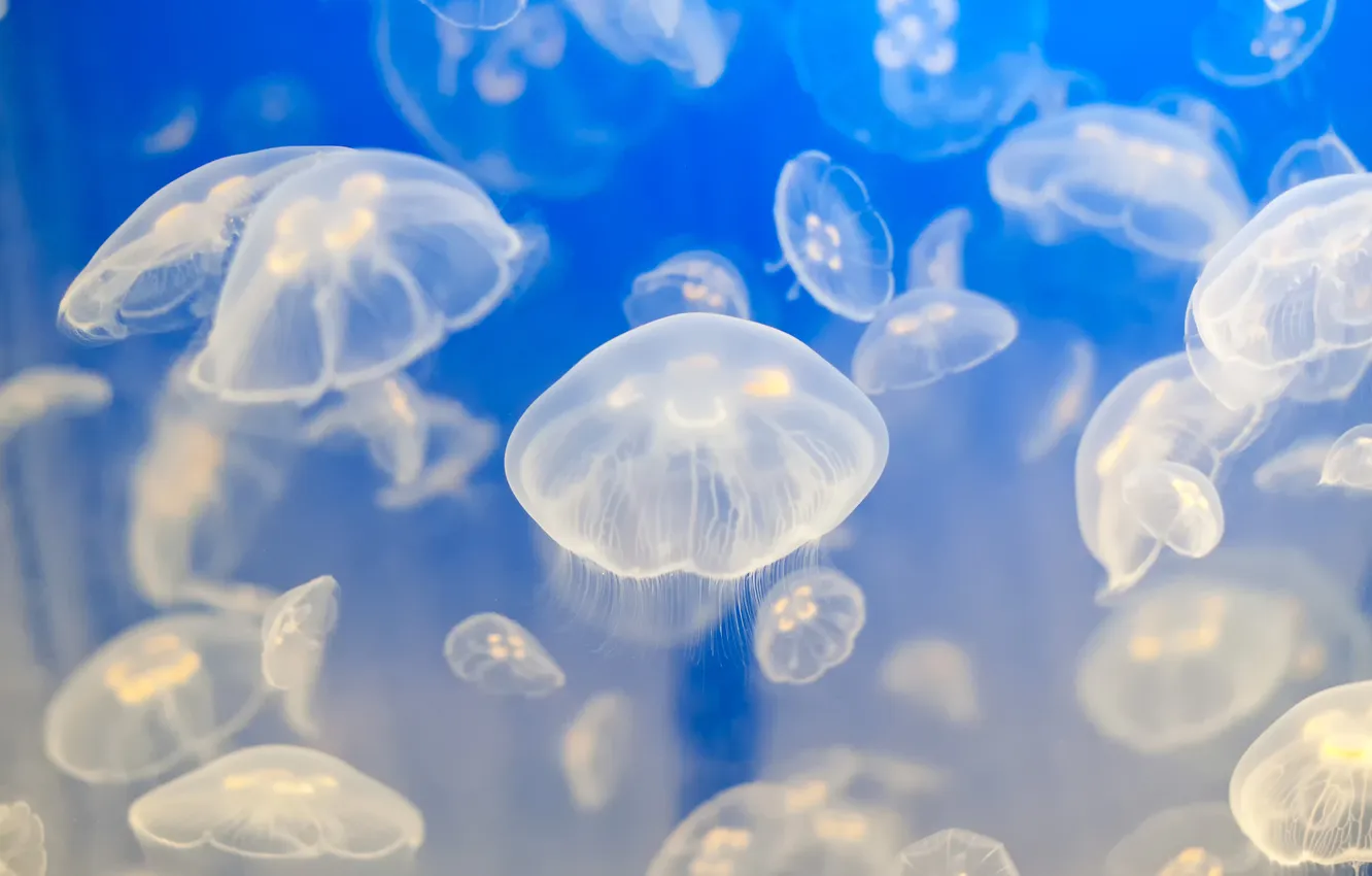 Фото обои вода, медузы, голубезна