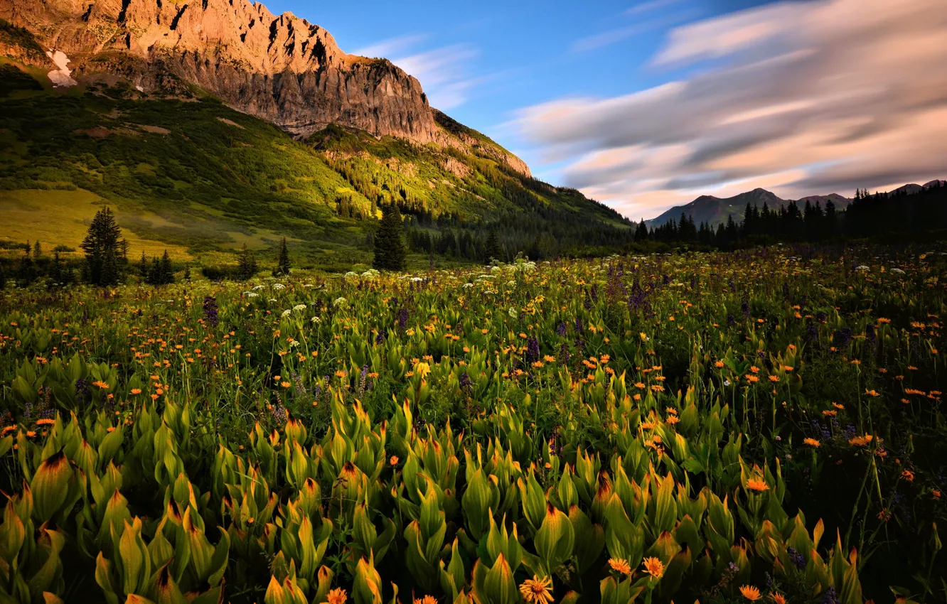 Фото обои лето, цветы, горы, природа