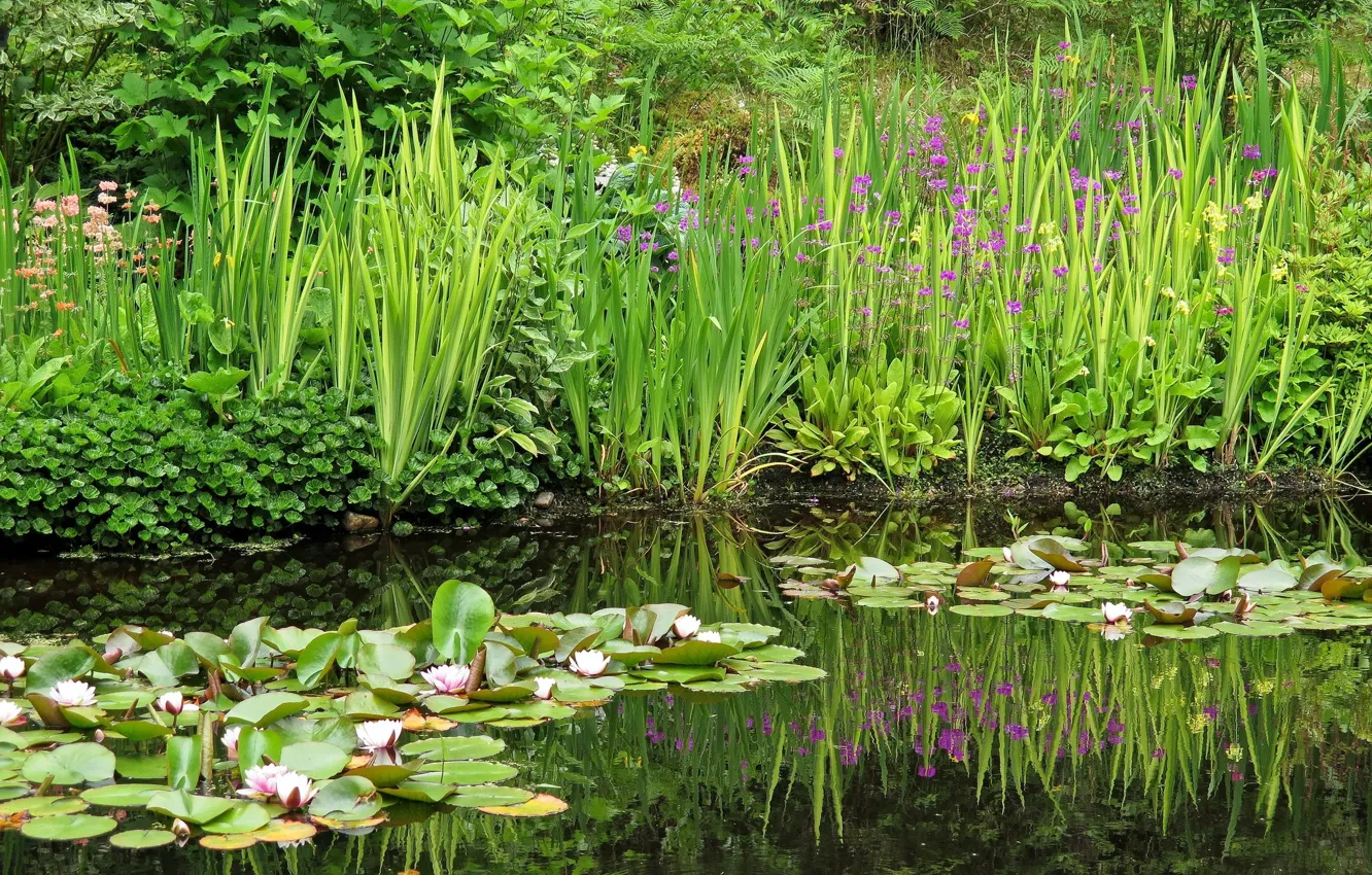 Фото обои озеро, ирисы, водяные лилии