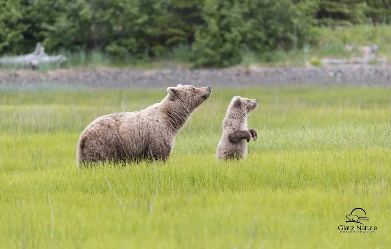 Фото обои медведи, Аляска, луг, медвежонок, Alaska, детёныш, медведица, Lake Clark National Park