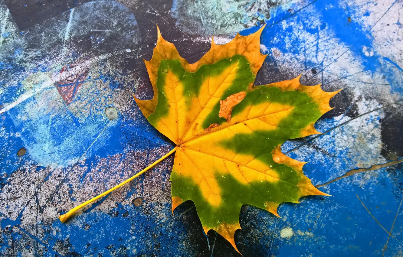 Фото обои осень, природа, лист, цвет