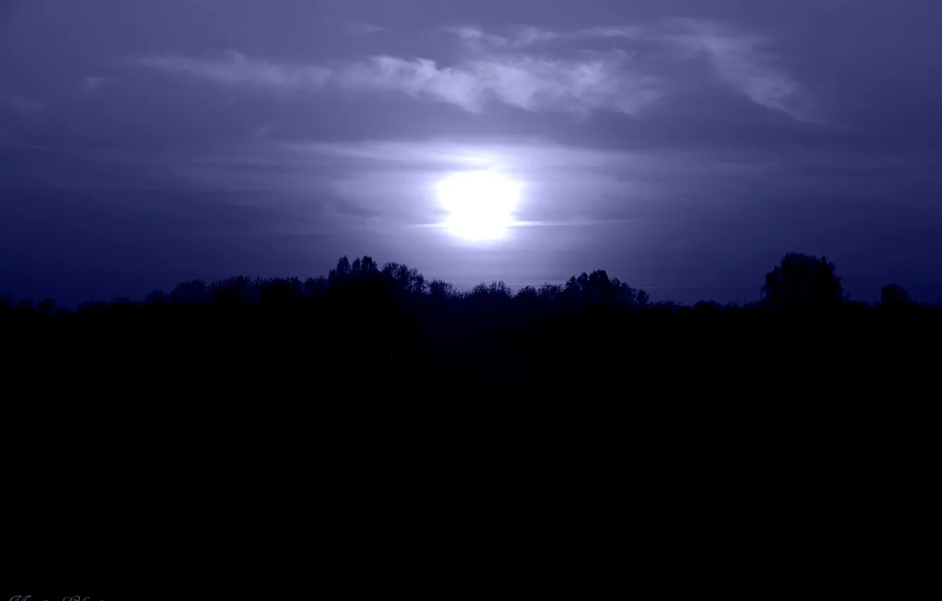 Фото обои лес, ночь, луна
