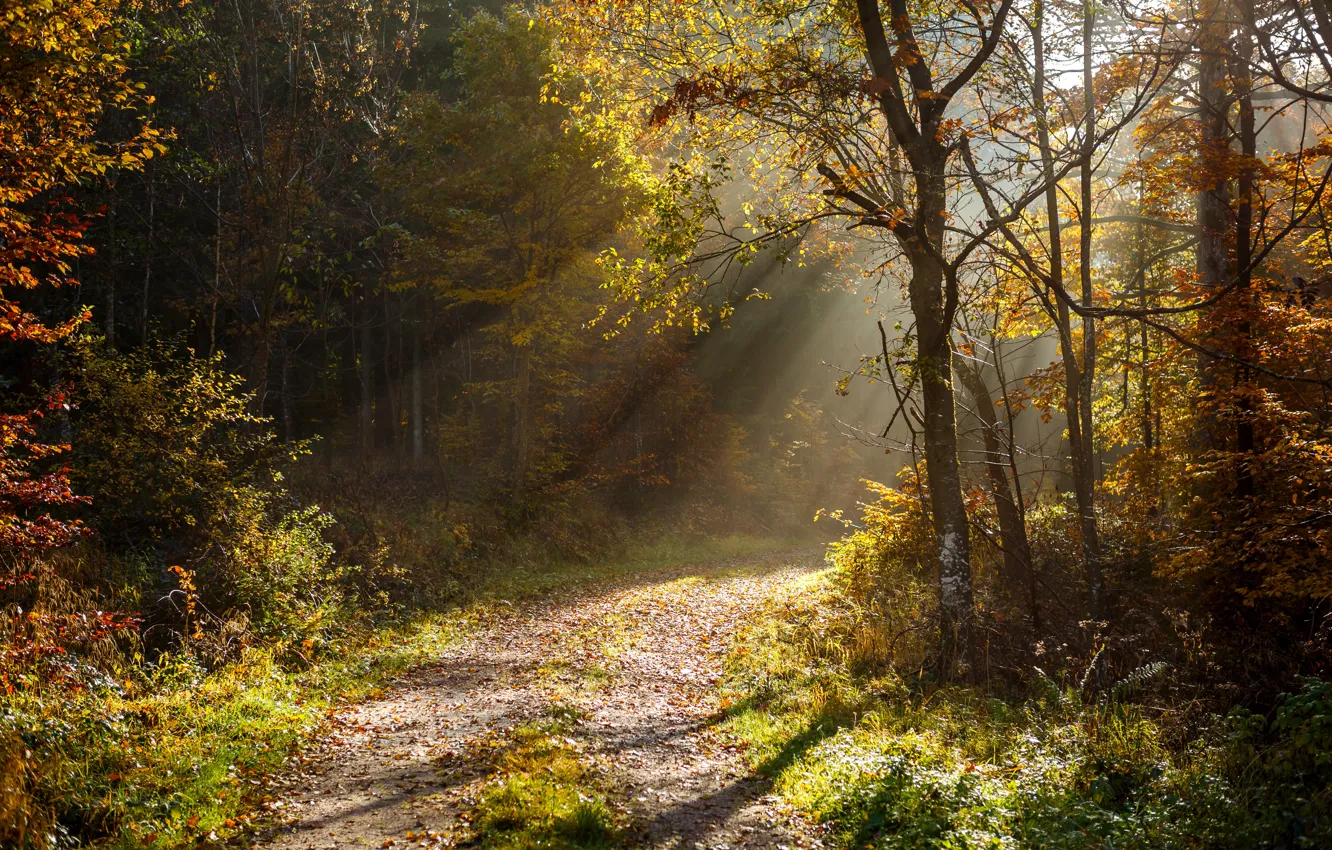 Фото обои осень, лес, листья, деревья, light, sunshine, forest, лучи света