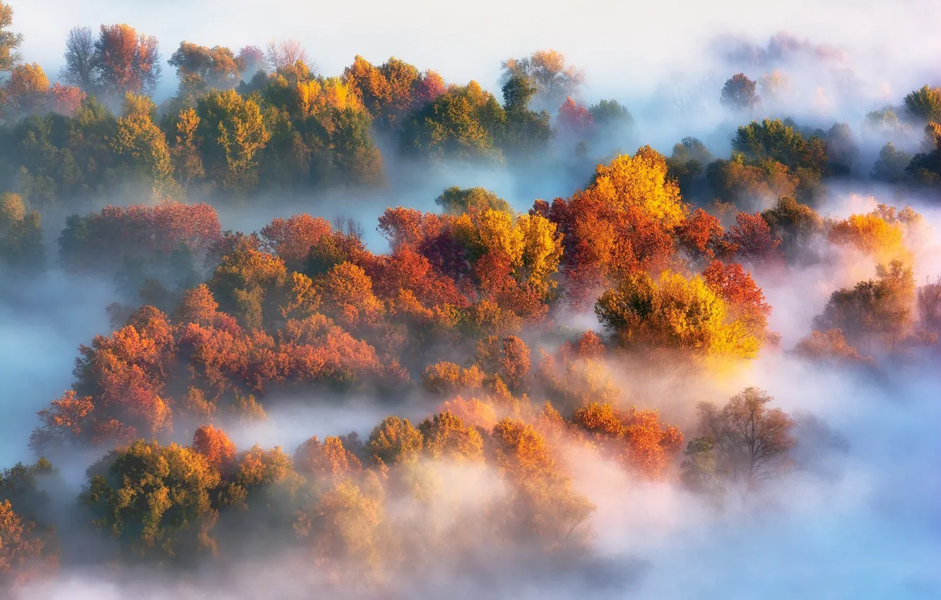 Фото обои осень, деревья, природа, туман, краски