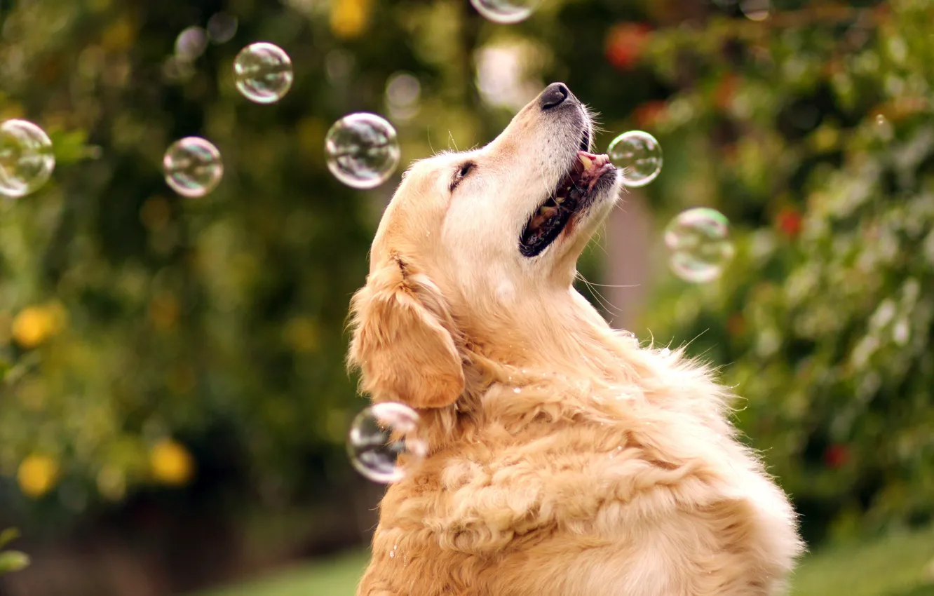 Фото обои пузыри, собака, боке, ретривер, By Champ&ampamp;Candice, Mr.Champ