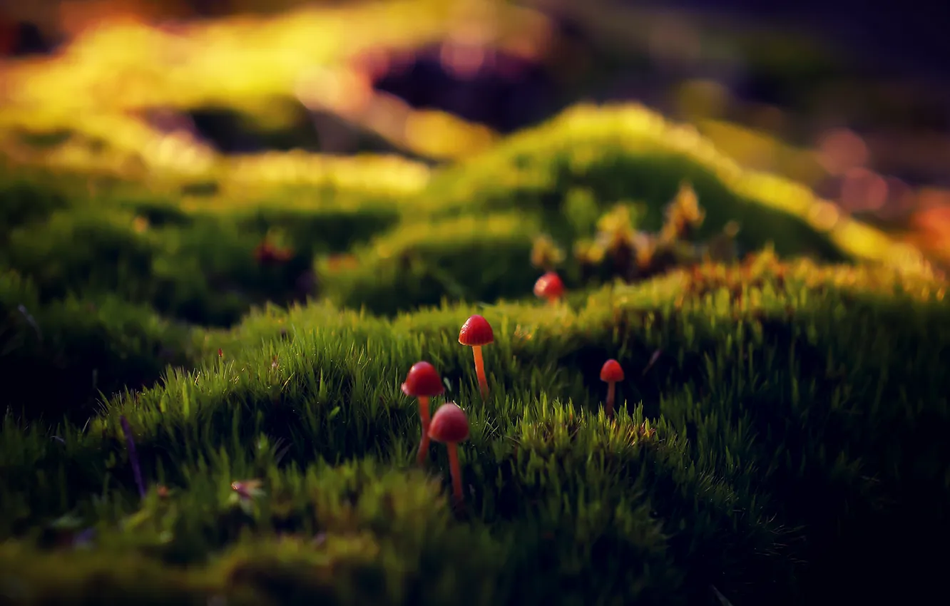 Фото обои трава, грибы, Макро, StoneOcean