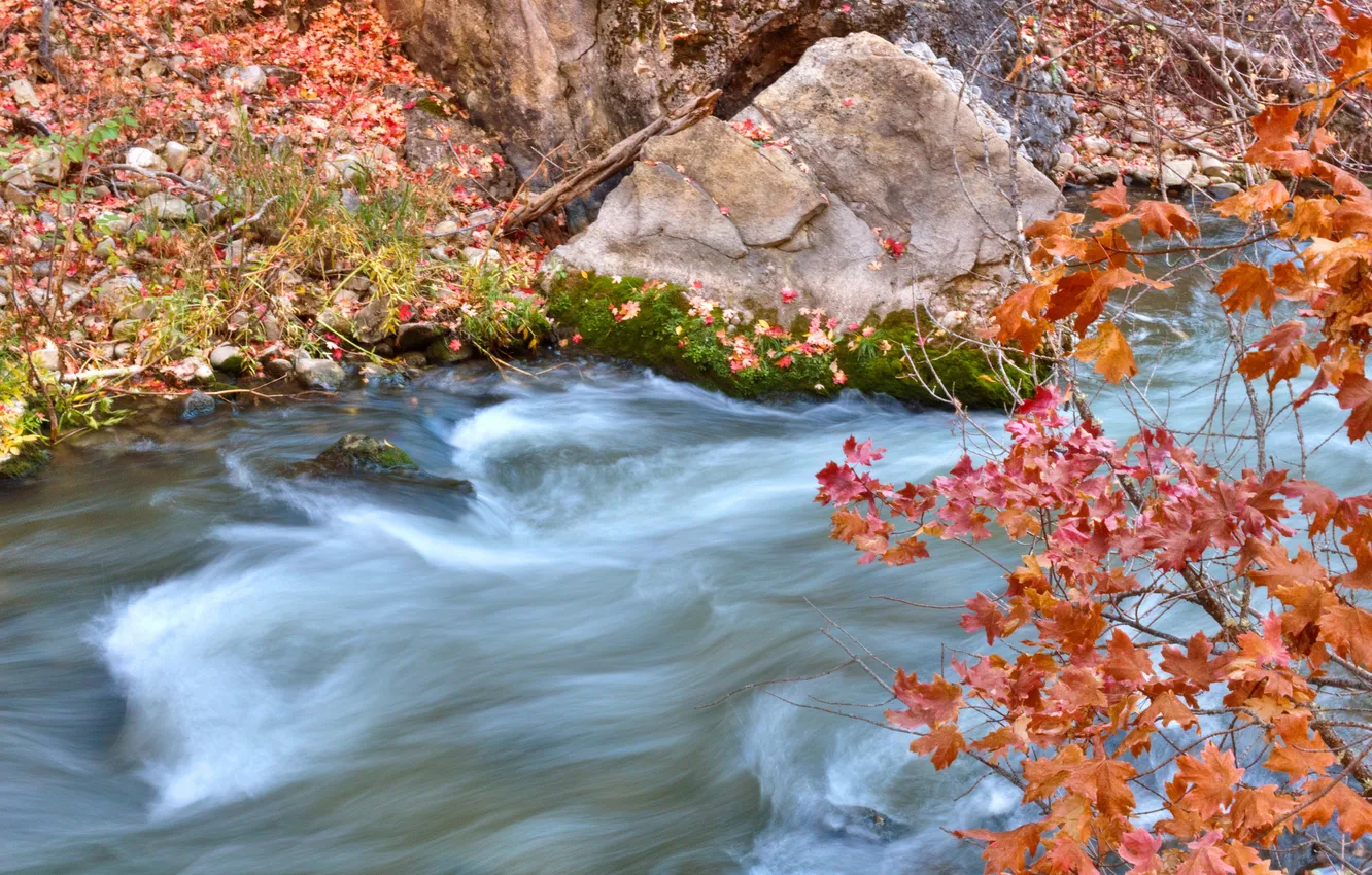 Фото обои осень, листья, ручей, камень, поток, ветка