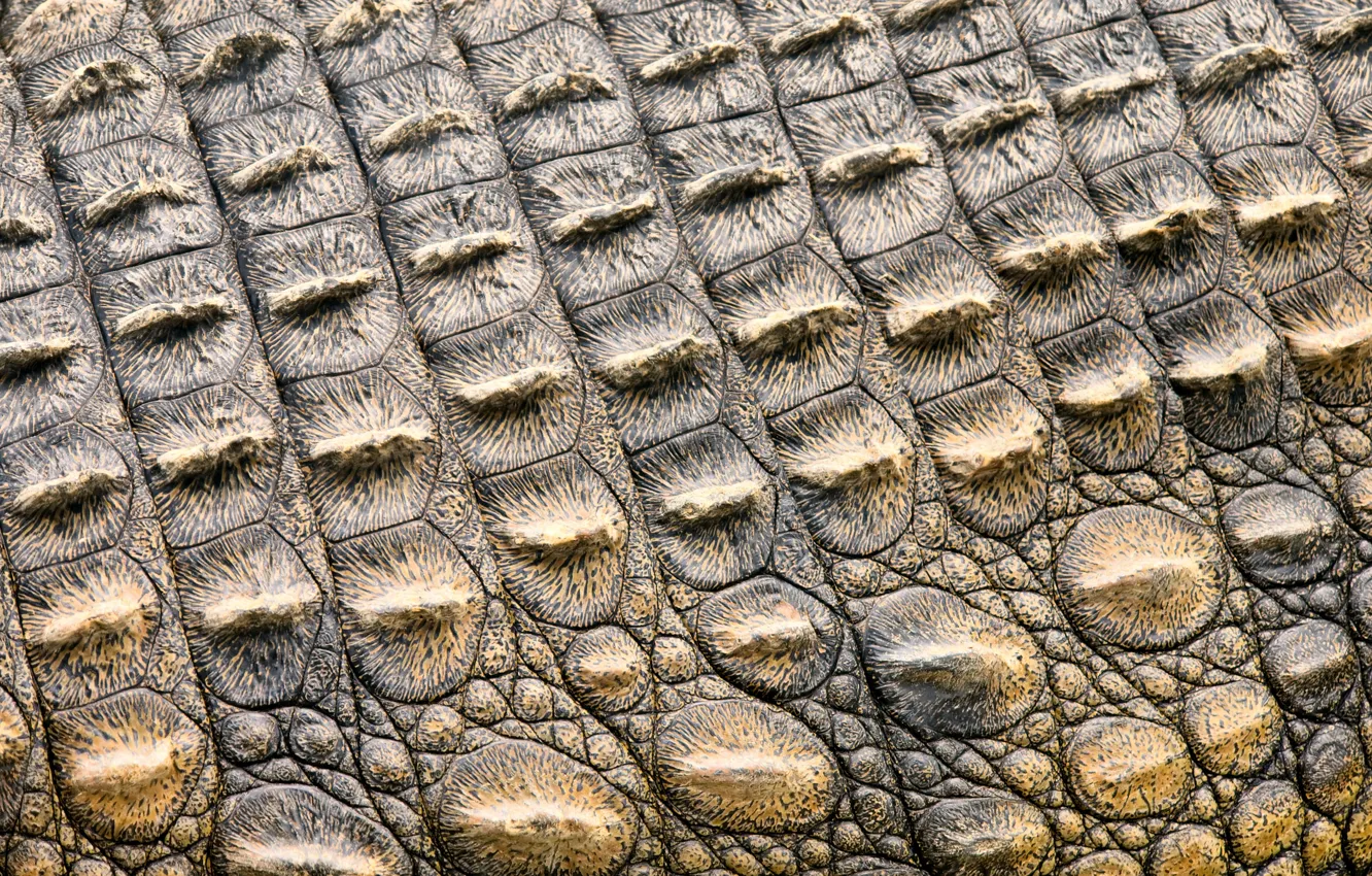 Фото обои кожа, крокодил, texture, leather, crocodile, skin