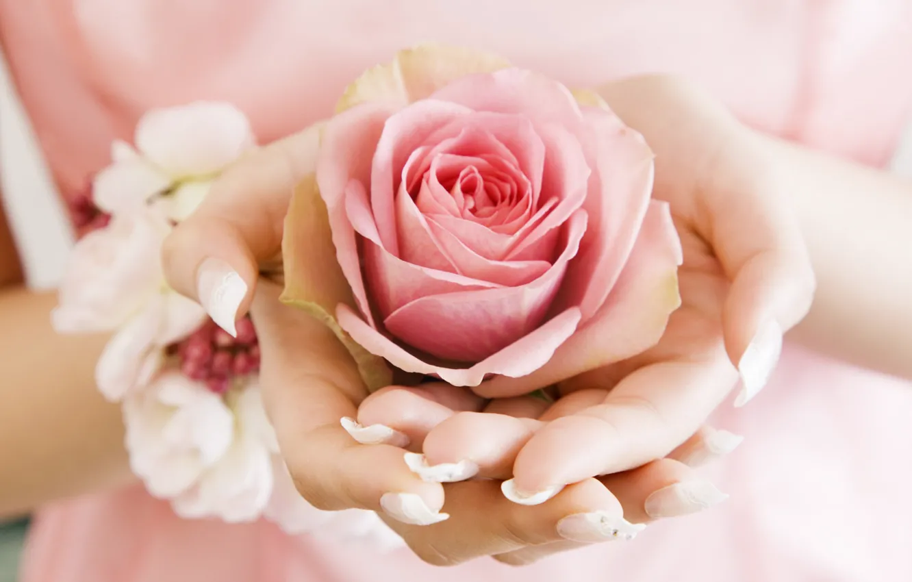 Фото обои цветок, роза, руки
