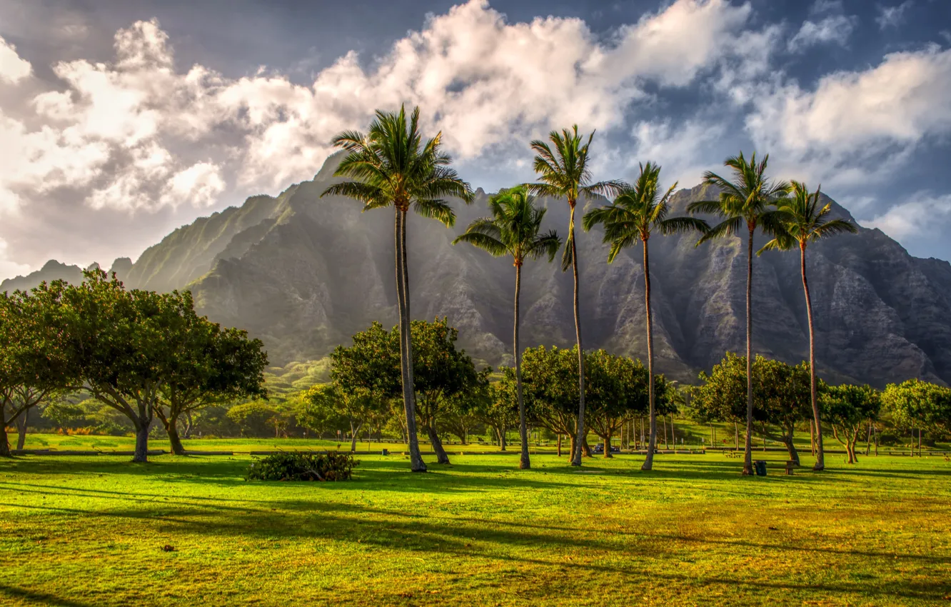 Фото обои горы, тропики, пальмы, Гавайи