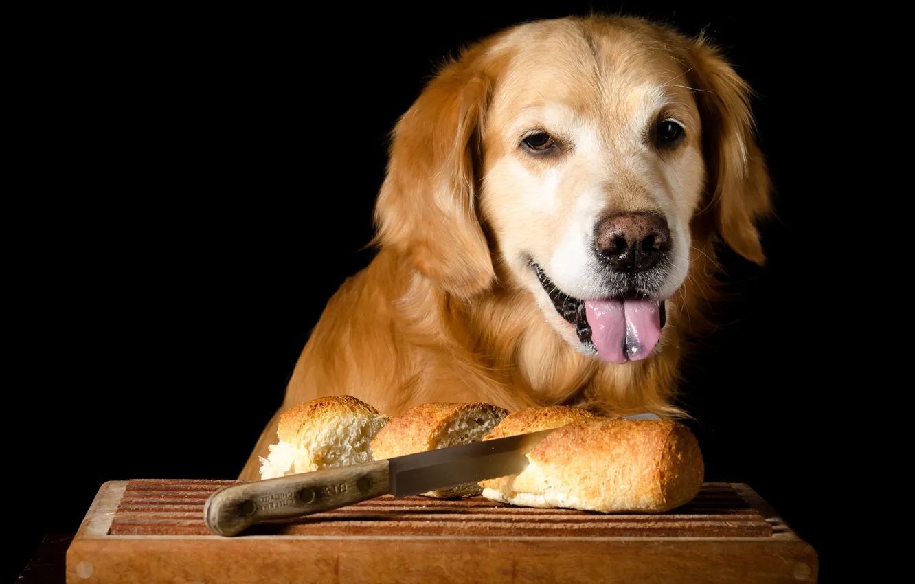 Фото обои язык, морда, собака, хлеб, нож, повар, черный фон, фотосессия