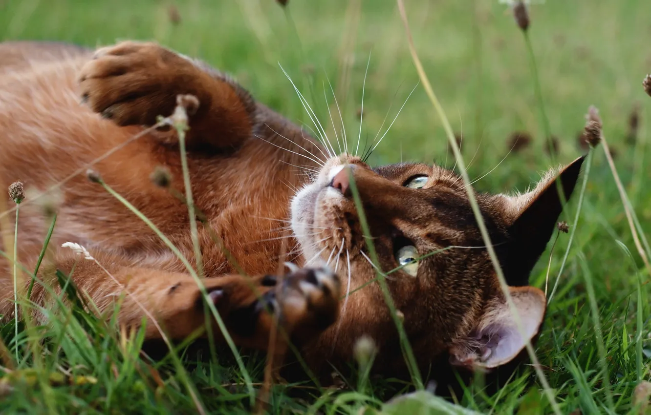 Фото обои трава, кот, природа, котэ, лежа