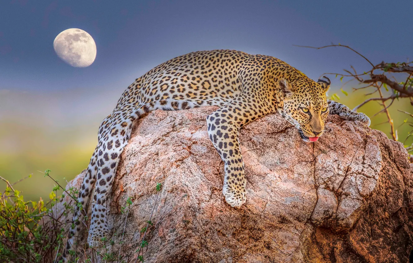 Фото обои отдых, релакс, луна, камень, леопард, дикая кошка, расслабон
