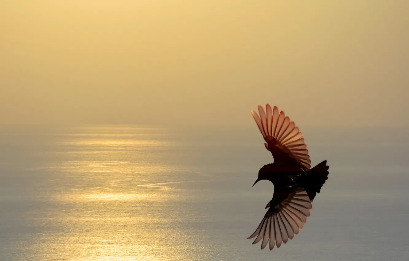 Фото обои море, полет, закат, птица, крылья, силуэт