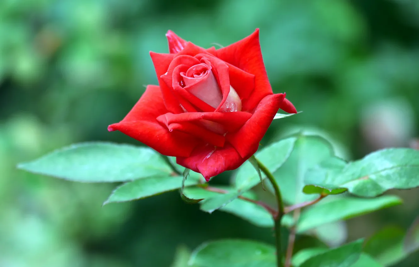 Фото обои роза, красавица, красная