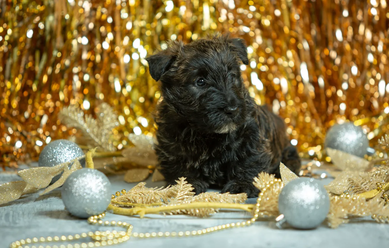 Фото обои шарики, украшения, шары, собака, Рождество, щенок, Новый год, пёсик