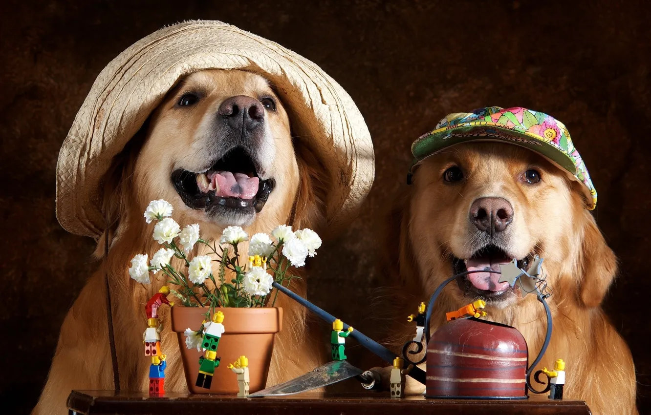 Фото обои собаки, цветы, шляпы