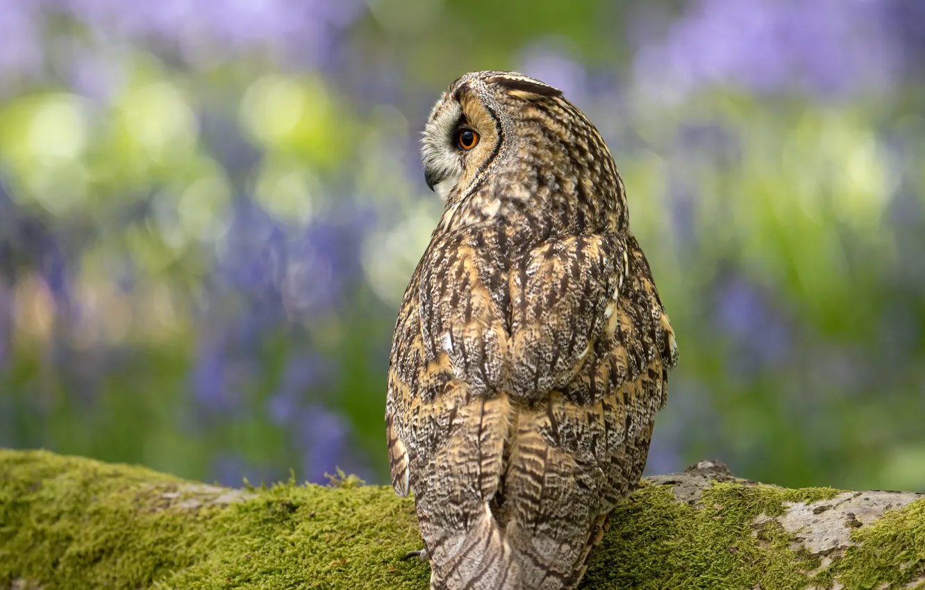 Фото обои цветы, природа, сова, птица, поляна, мох, профиль, бревно