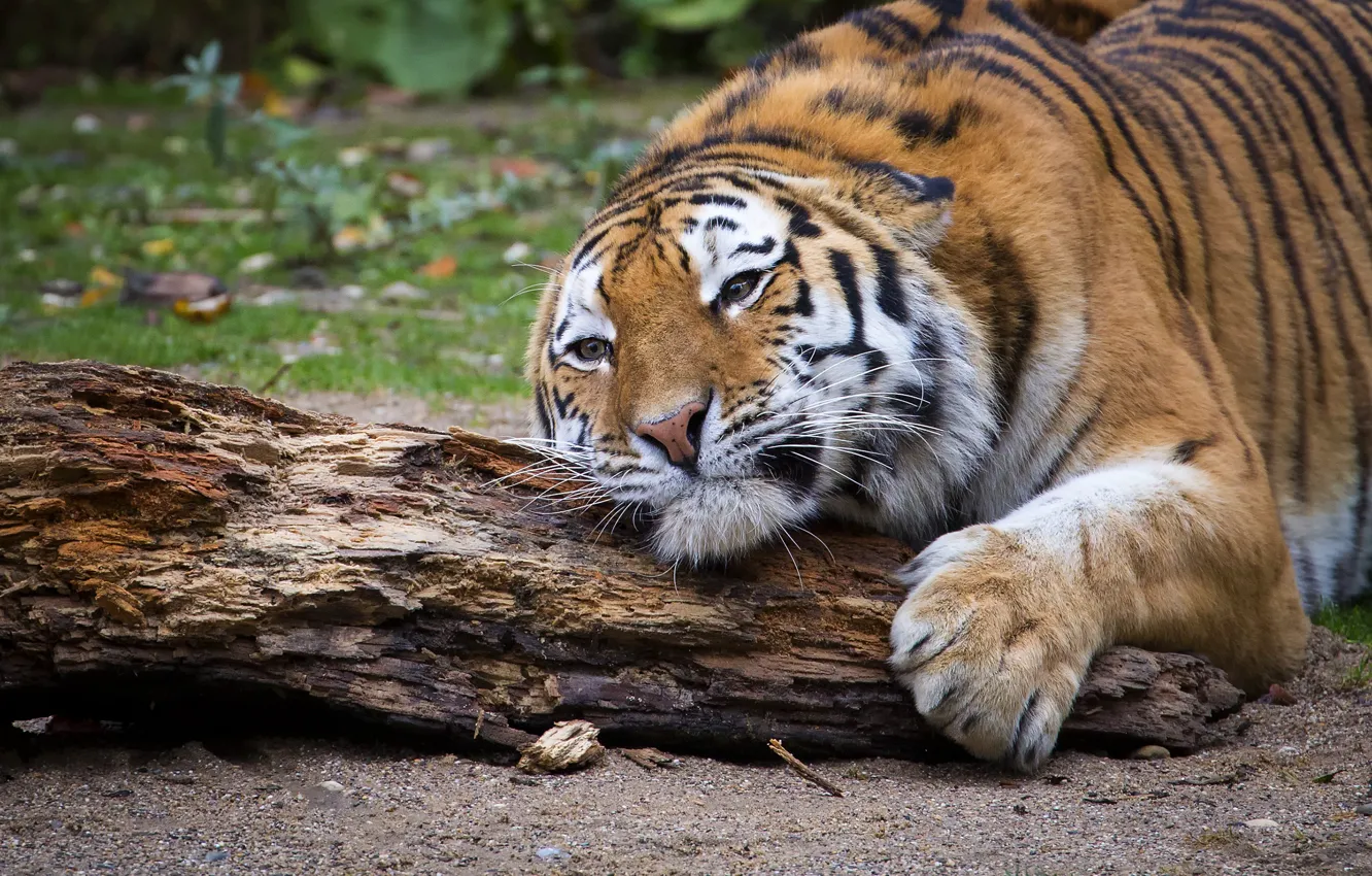 Фото обои взгляд, тигр, поза, лежит, бревно