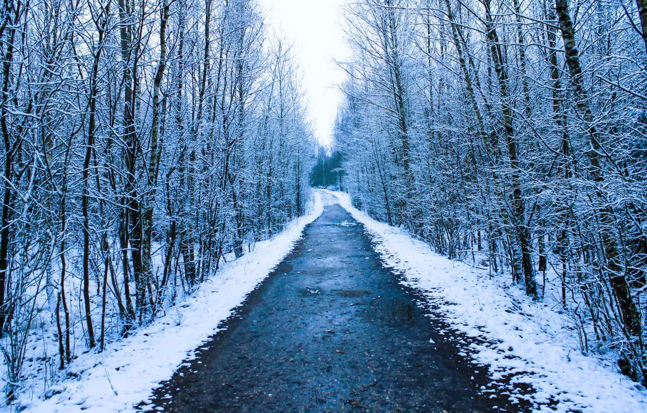 Фото обои зима, дорога, снег, деревья, пейзаж, forest, road, trees