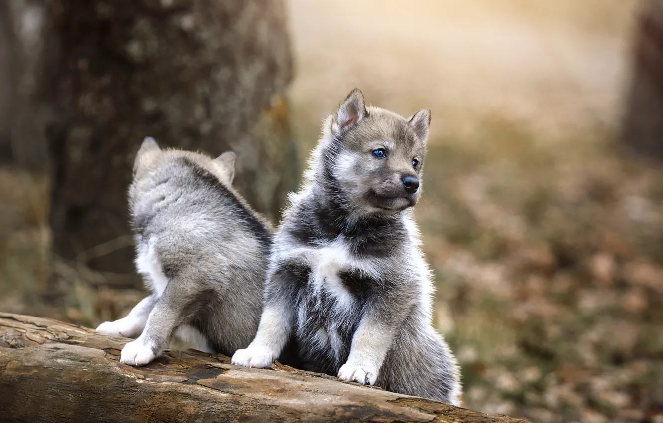 Фото обои собаки, щенки, парочка, Хаски, Андрей Казун