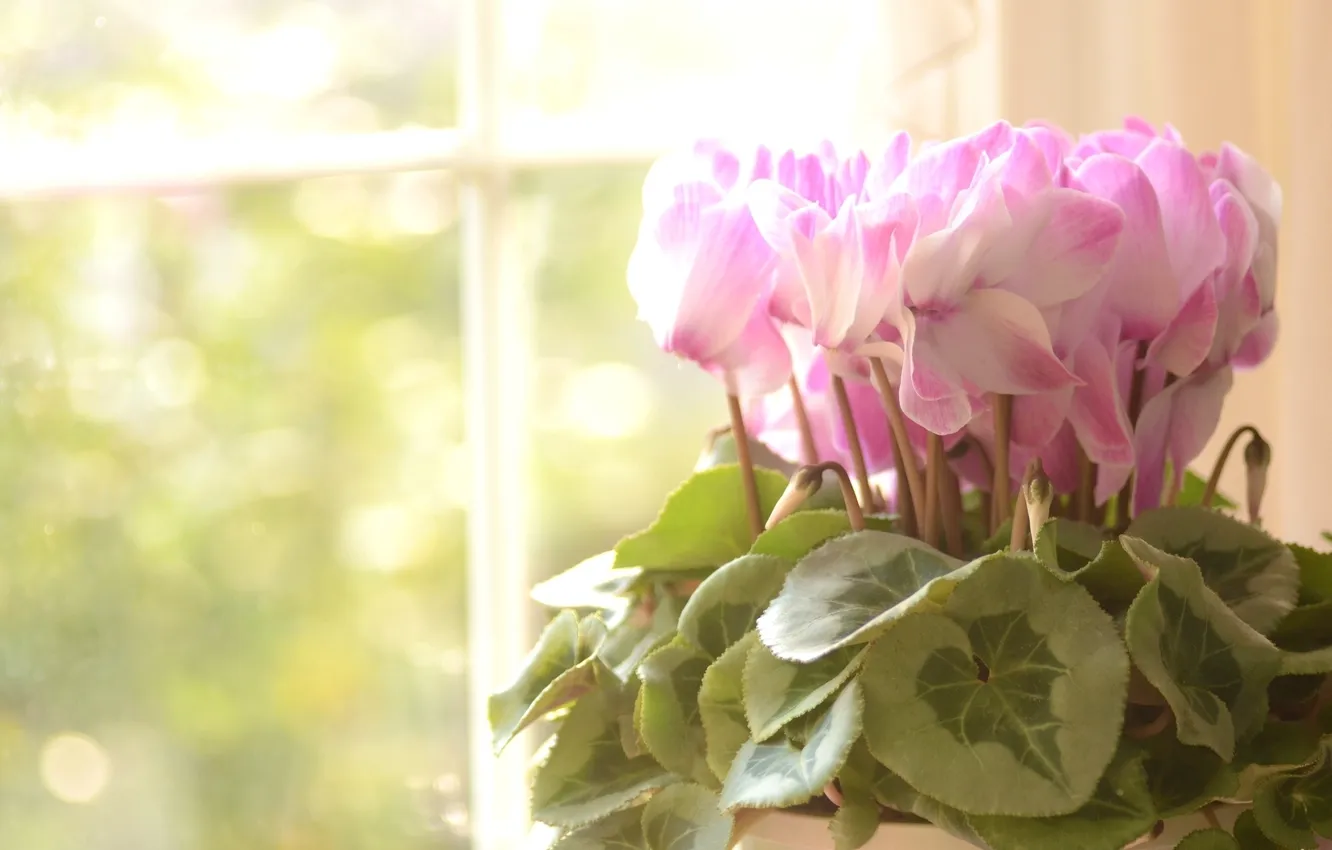 Фото обои листья, цветы, розовые, Цикламены