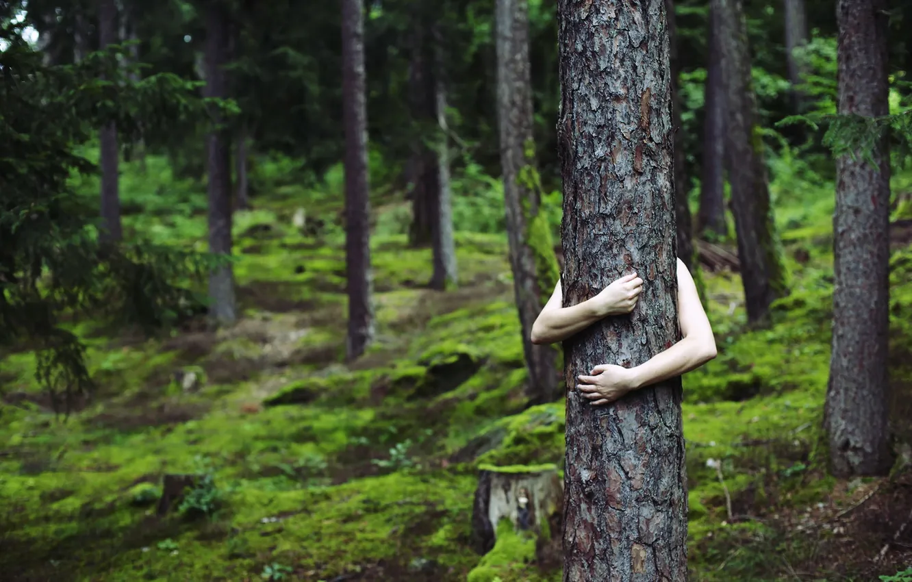 Фото обои одиночество, дерево, руки