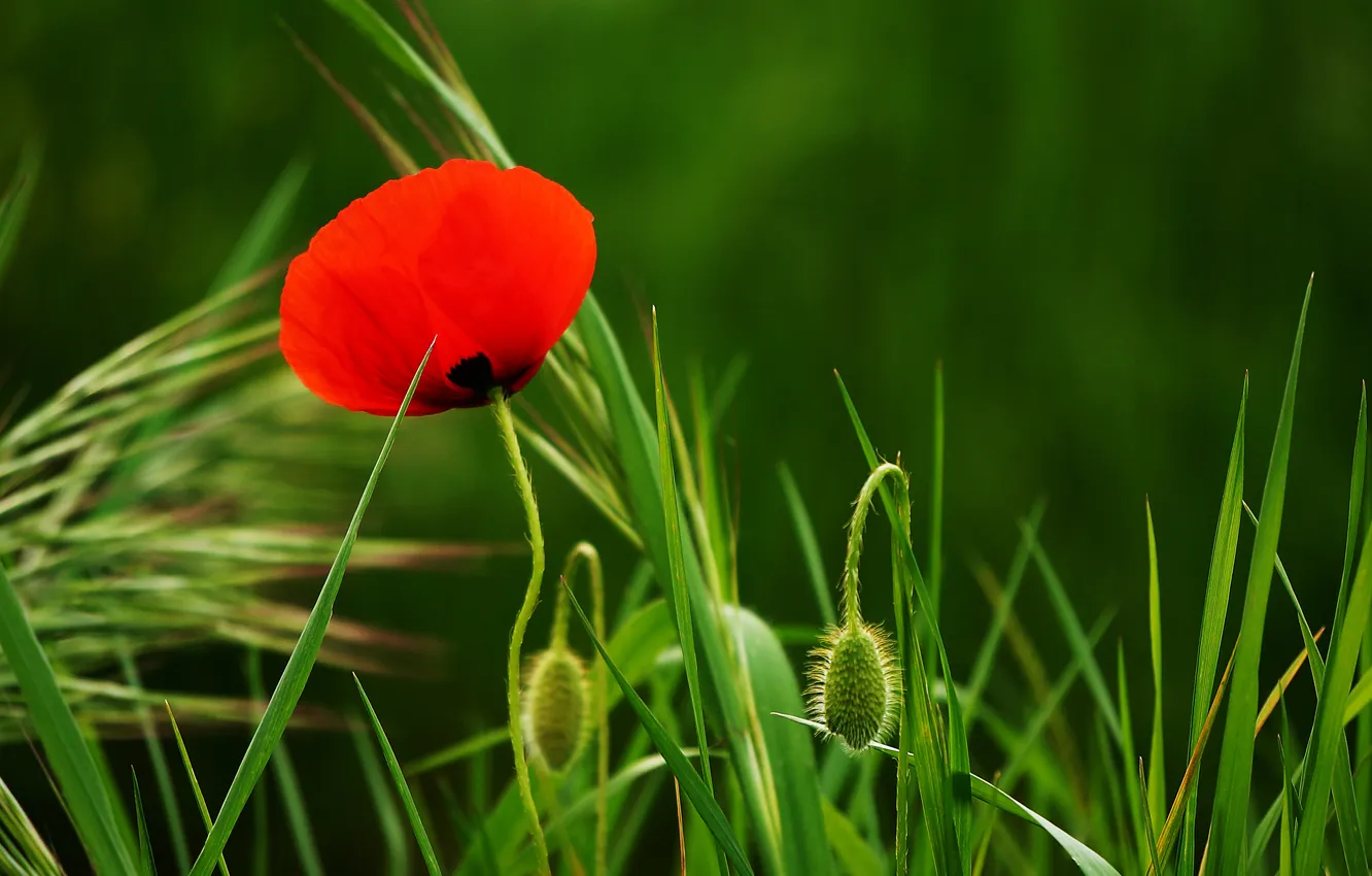 Фото обои цветы, красный, мак, лепестки
