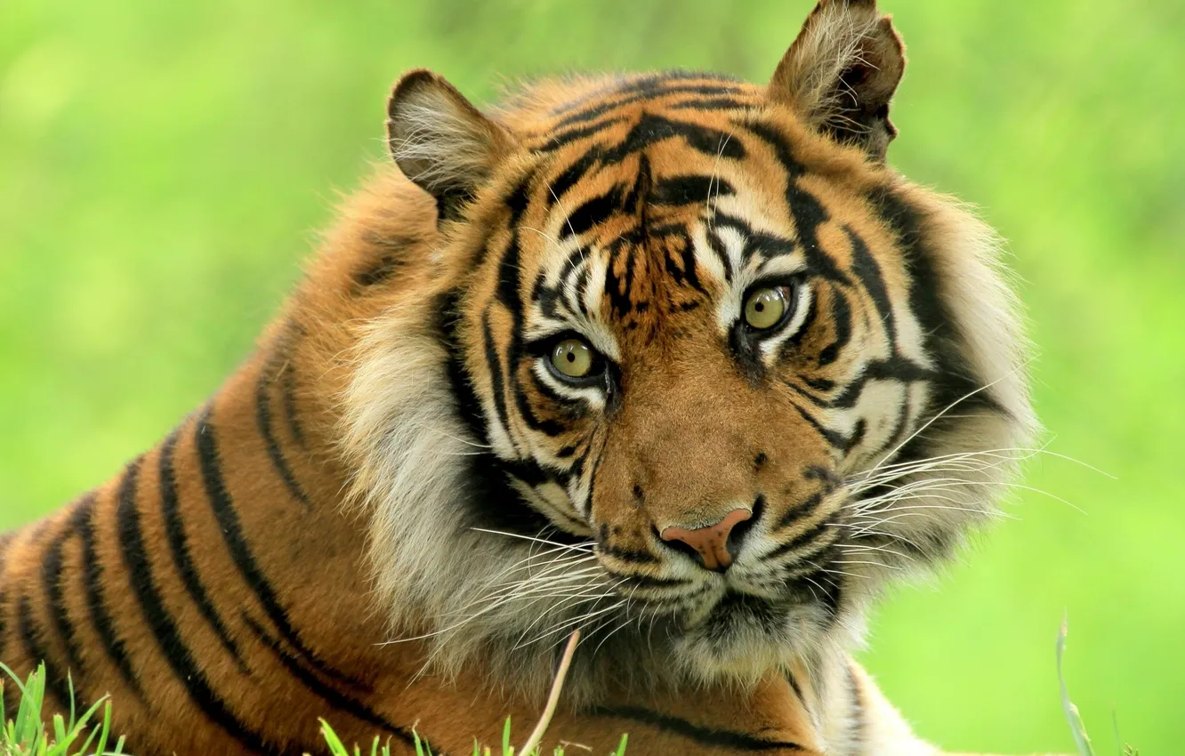 Фото обои взгляд, тигр, красавец
