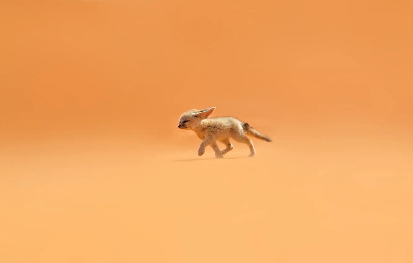 Фото обои песок, оранжевый, ветер, пустыня, лиса, уши, фенек