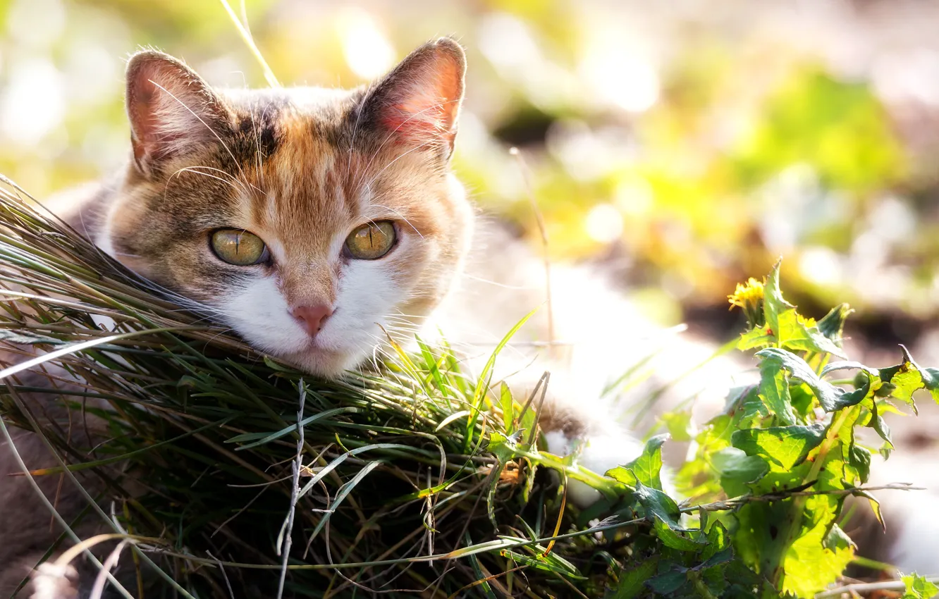 Фото обои кошка, трава, глаза, взгляд