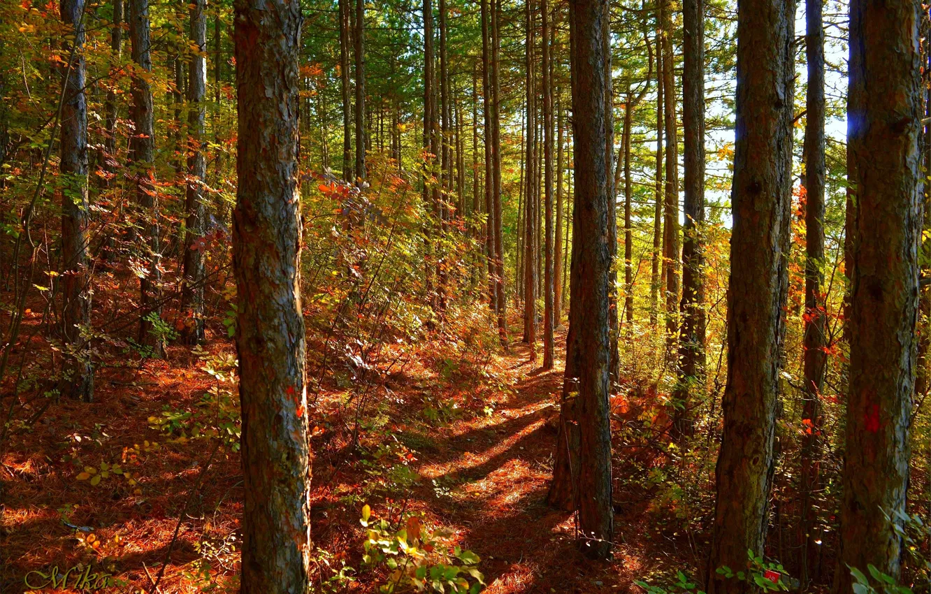 Фото обои Осень, Деревья, Лес, Fall, Autumn, Forest, Trees