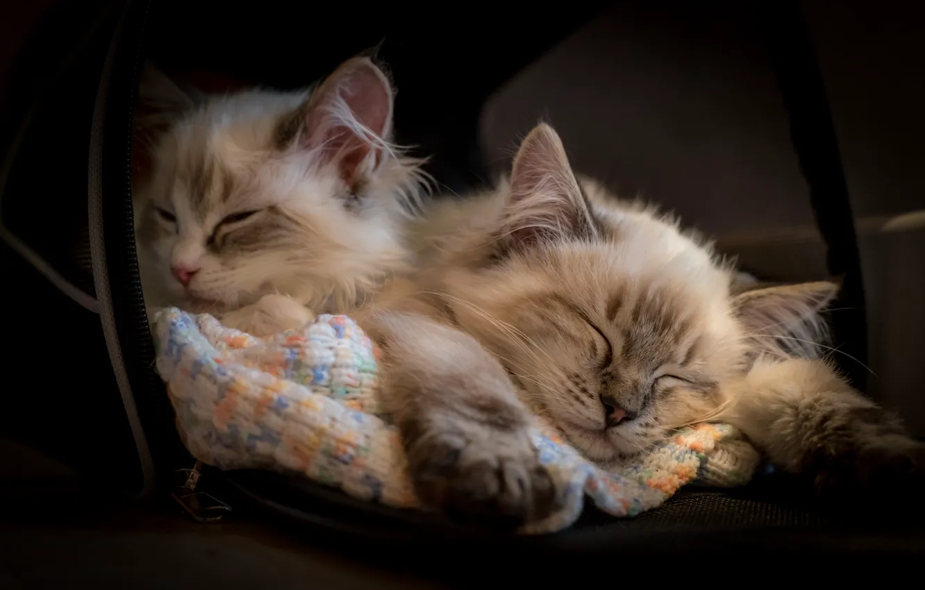 Фото обои сон, котята, спящие, Рэгдолл, два котёнка