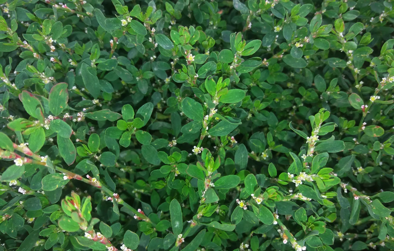 Фото обои трава, зеленый, цветет, спорыш