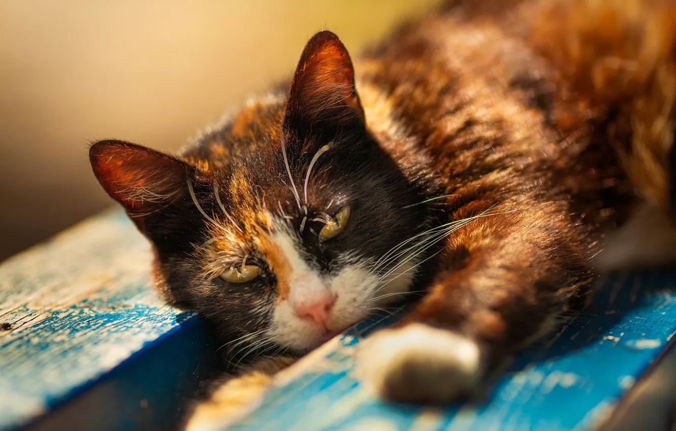 Фото обои кот, взгляд, доски, мордочка, котейка, Виктория Герасименко