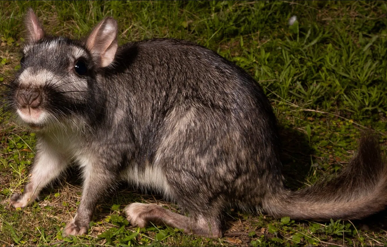Фото обои природа, животное, Австралия, animals, nature, грызун, Australia, rodent