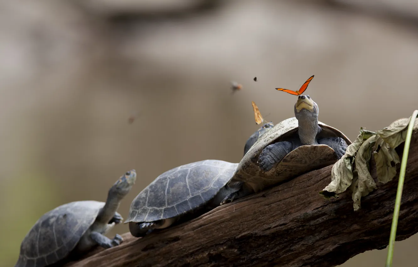 Фото обои turtles, butterfly, three, tears, branch, trunk, turtle, Ecuador