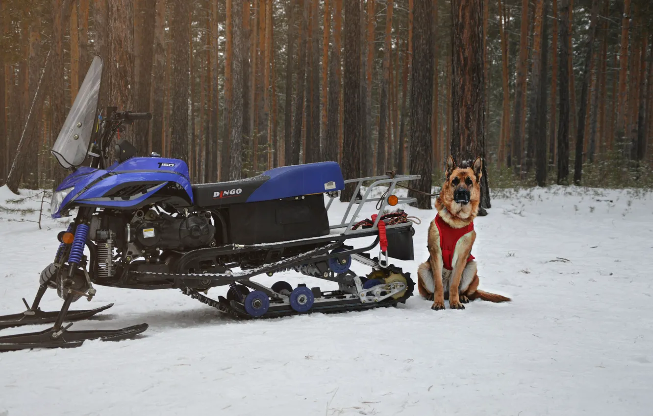Фото обои зима, взгляд, друг, собака, dog, снегоход, немецкая овчарка, овчарка