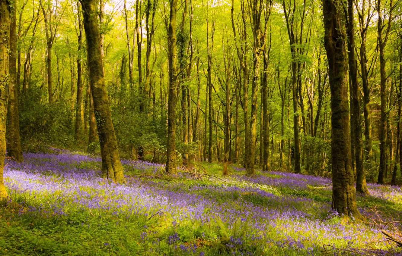 Фото обои лес, деревья, цветы, Ирландия